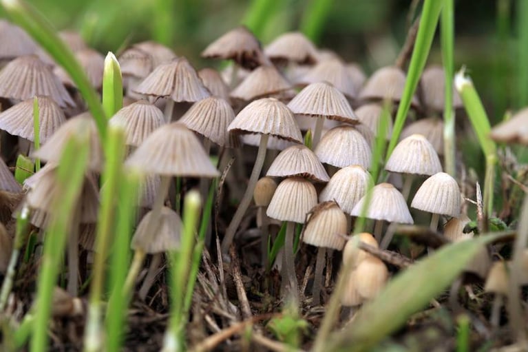 Psilocybin: How Psychedelic Mushrooms are the Future